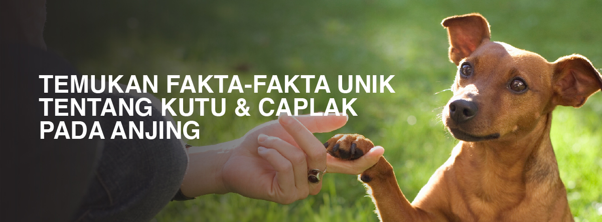 Zoetis Indonesia Zoetis Id